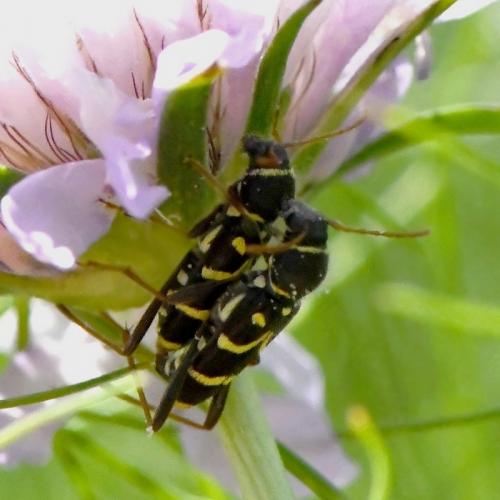 Réf. 232 124 : Clytus rhamni